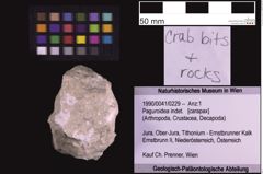 Foto (Objekt + Etiketten) von Paguroidea indet. (NHMW-GEO-1990-0041-0229)